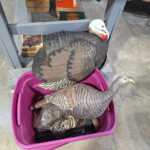 Two turkey decoys in pink bin